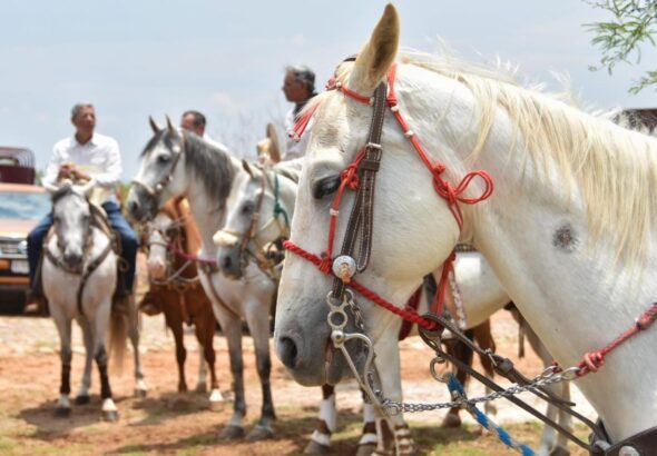 Caballo